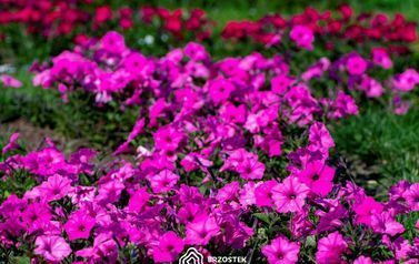 Brzostek_Planty_2022IMG_6136