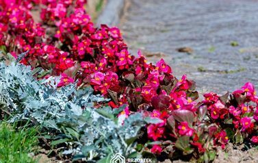 Brzostek_Planty_2022IMG_6103