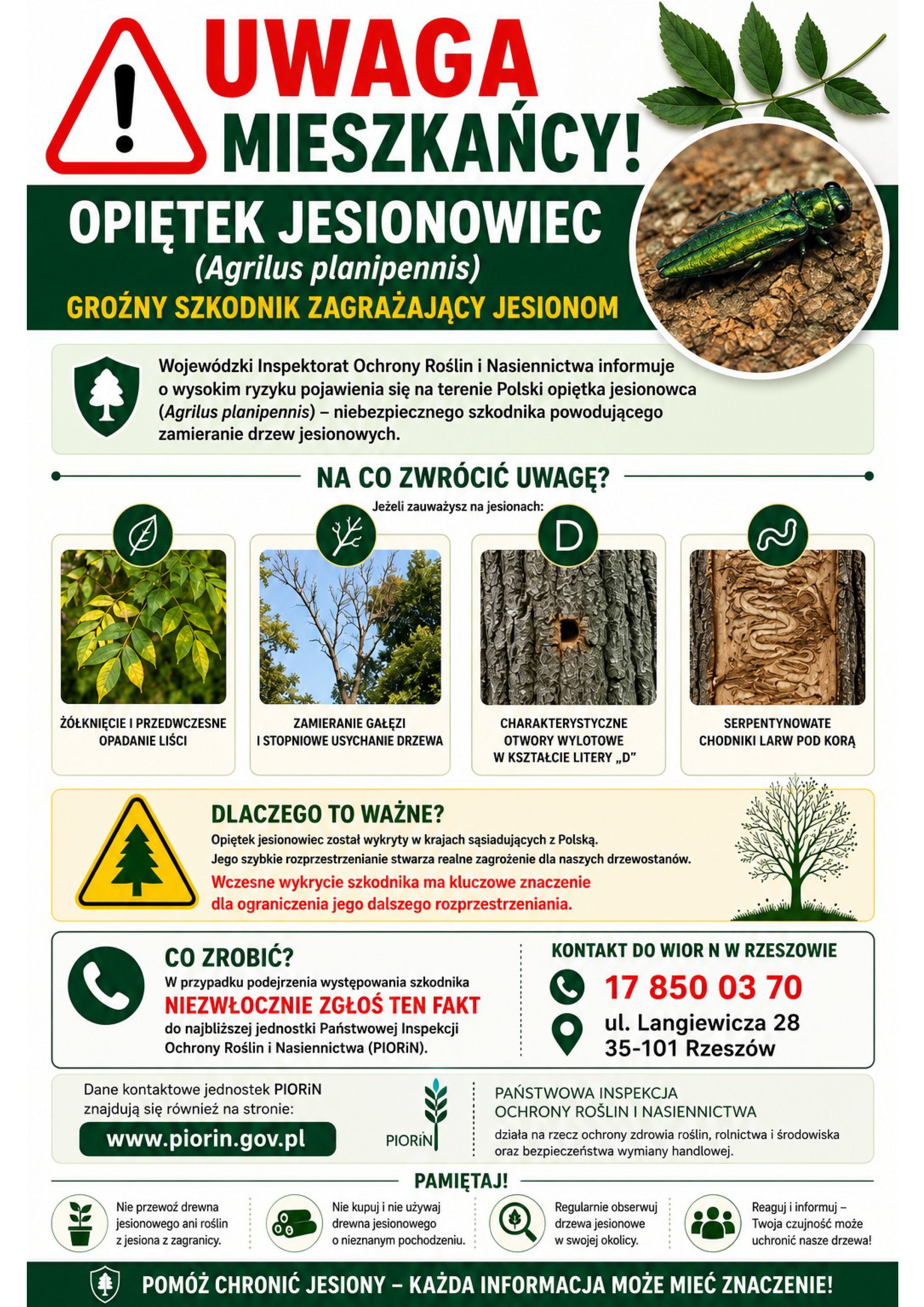 plakat ostrzeżenie przez opiętkiem jesionowcem