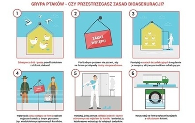 Zdjęcie do Grypa ptak&oacute;w-czy przestrzegasz zasad bioasekuracji?