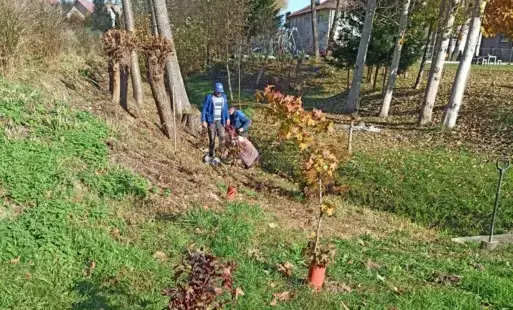 Zdjęcie do Tegoroczna akcja sadzenia drzew i krzew&oacute;w miododajnych zakończona