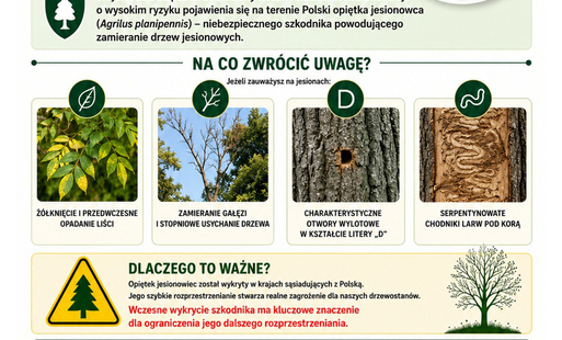 Zdjęcie do Ostrzeżenie przed szkodnikiem zagrażającym jesionom