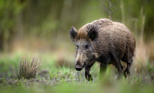 Zdjęcie do Walka z ASF: Bioasekuracja - o czym należy pamiętać?