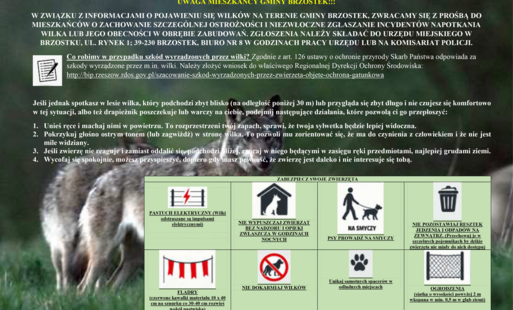 Zdjęcie do Informacja o pojawieniu się wilk&oacute;w